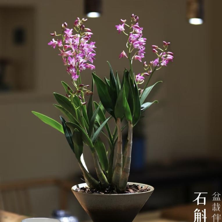 暗香香水石斛，好养，易活巨香