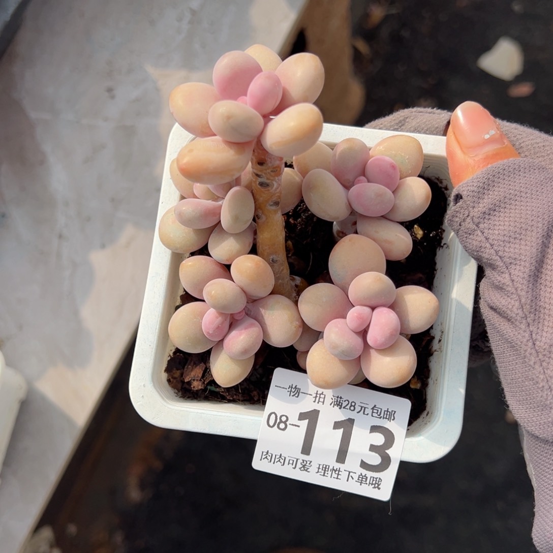 桃蛋多肉多肉多肉多肉多肉多肉