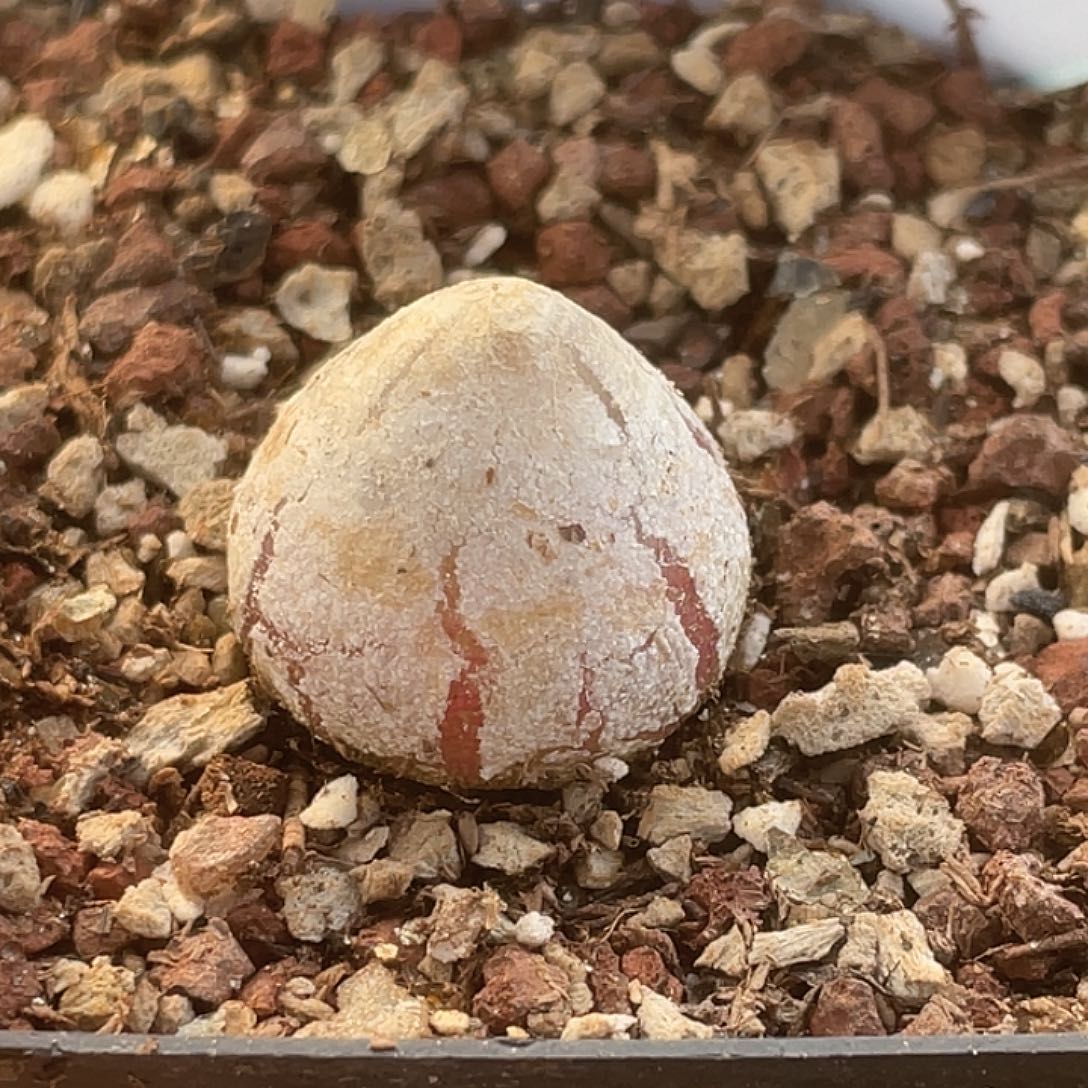 12-155灯泡多肉植物