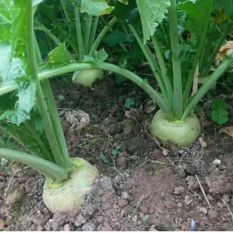 【光头芥菜种籽】大头菜种子疙瘩辣菜四季春秋蔬菜好种子