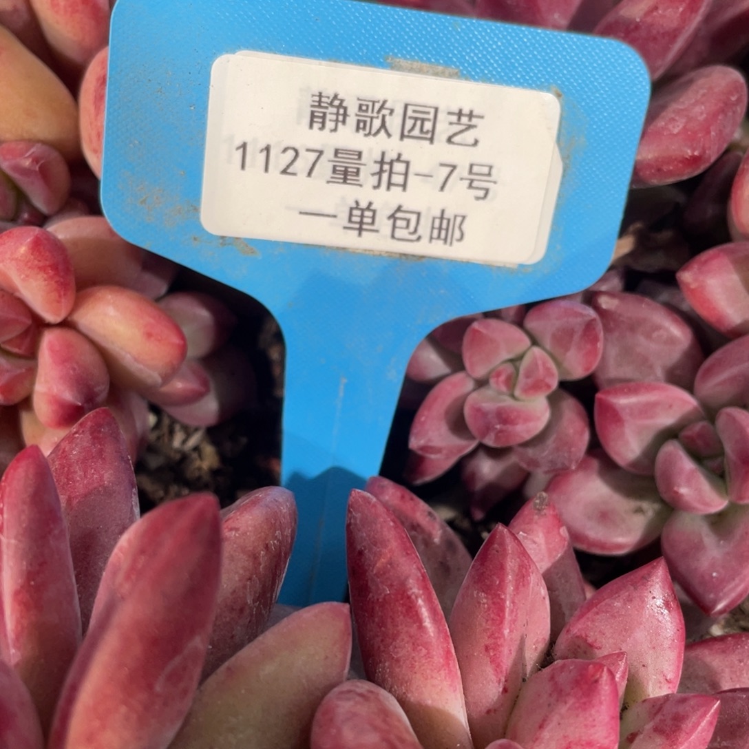 1127-7-赫菲斯托潜力股一颗量拍