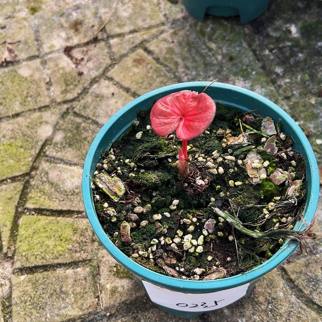 Y***.完全开放一物一拍0235