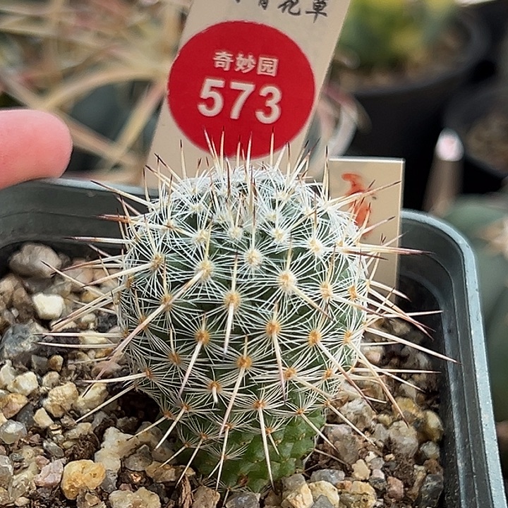 实生特选长刺白王丸2.9cm