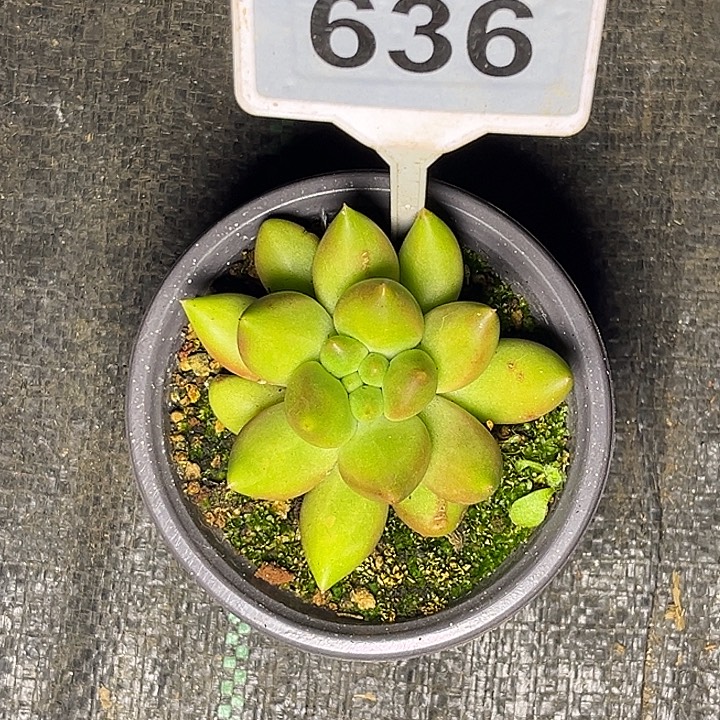 挚***肉多肉植物x系美人636