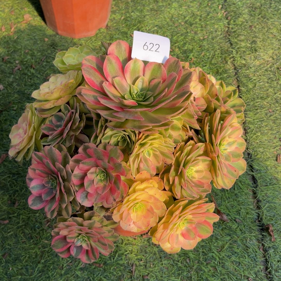 622雨荷精品法师多肉