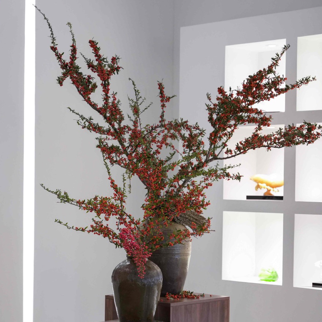 火棘果鲜切枝云南直发水培植物蔷薇植物带刺介意勿拍收到货拿根部