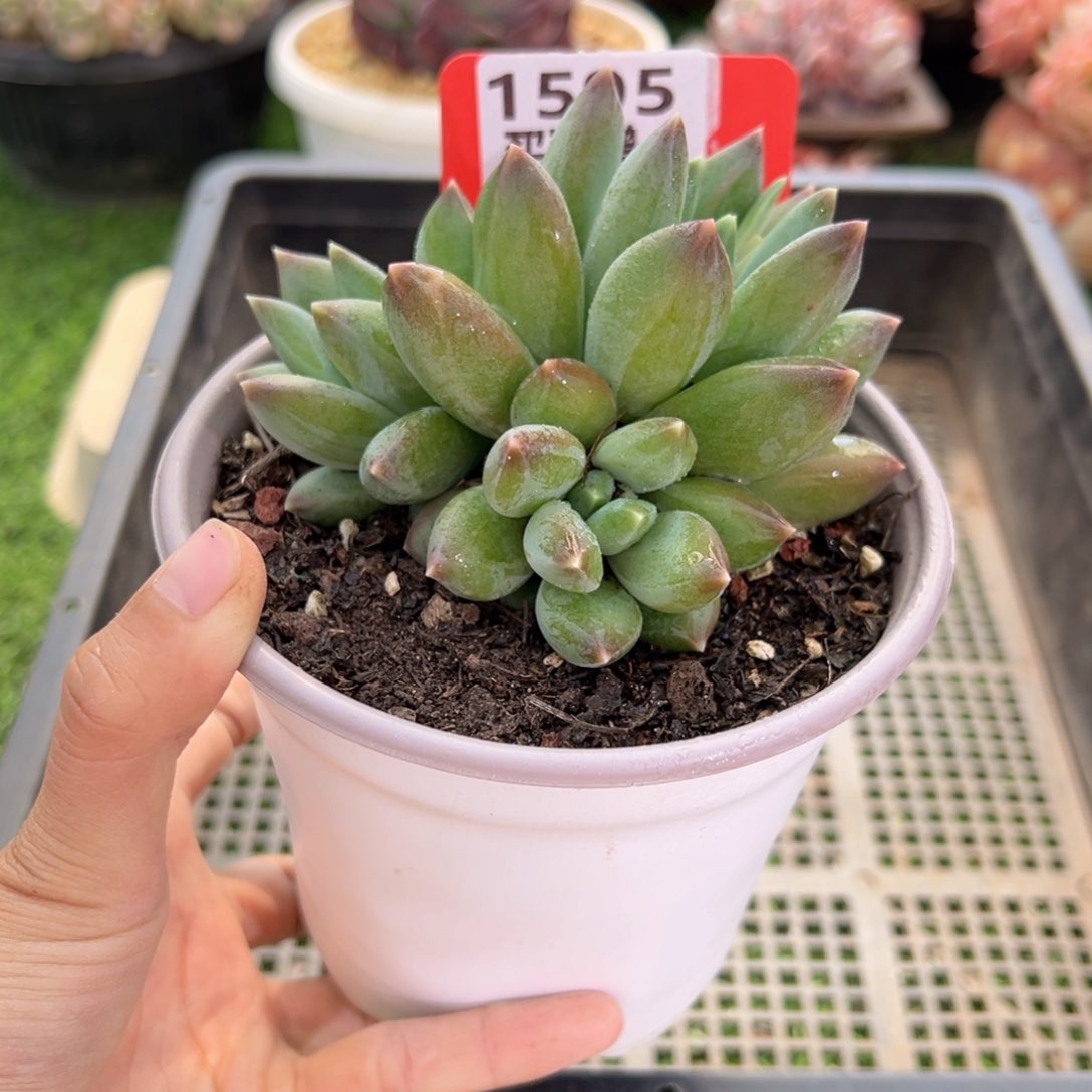 表妹精品多肉1595.