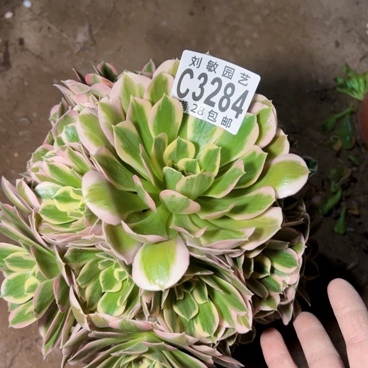 3284多肉植物法师法师法师