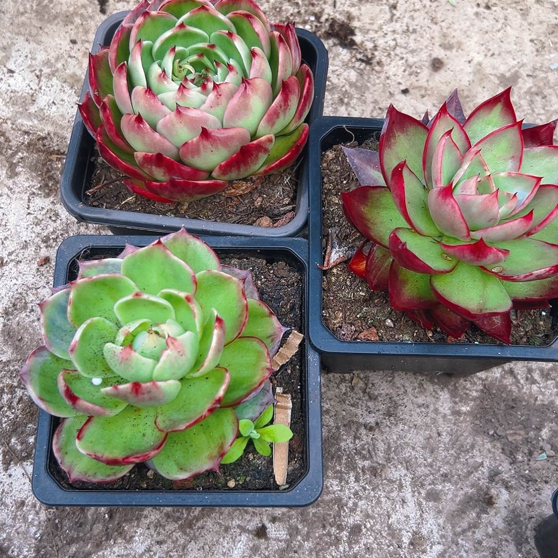 建***哥惊红多肉346799988765443