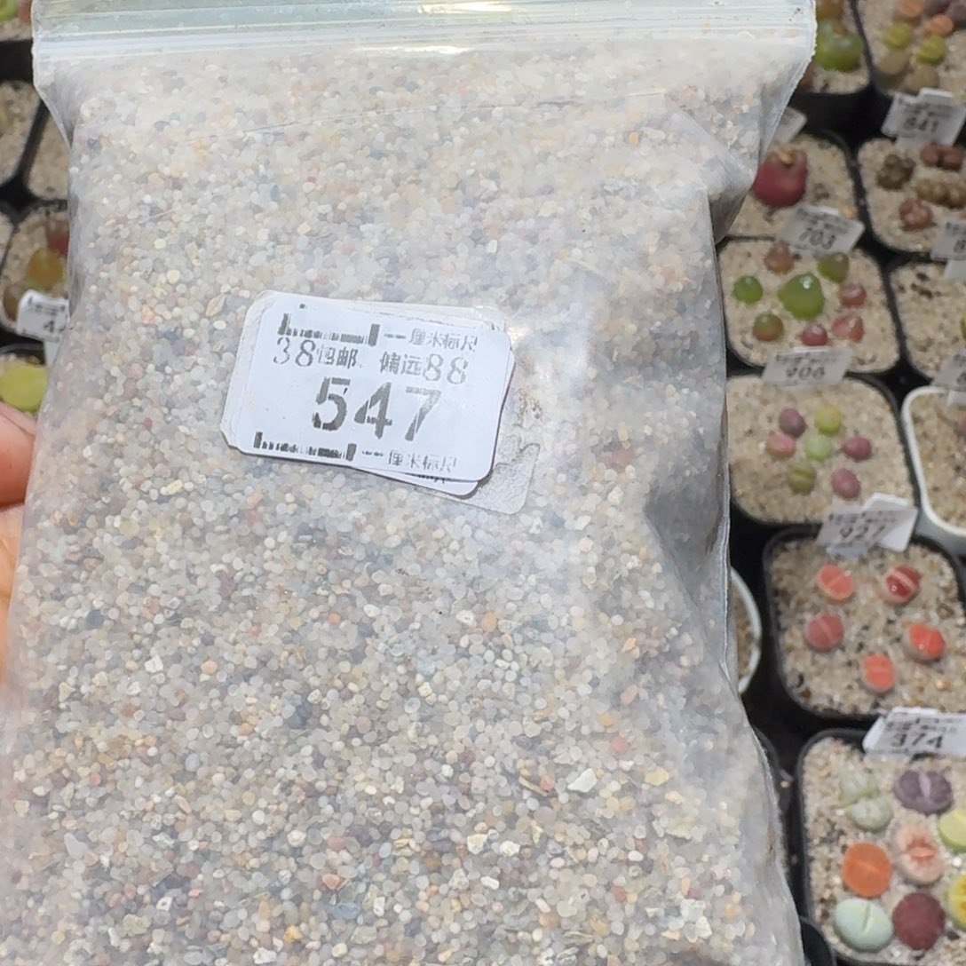 Sss精品生石花 547