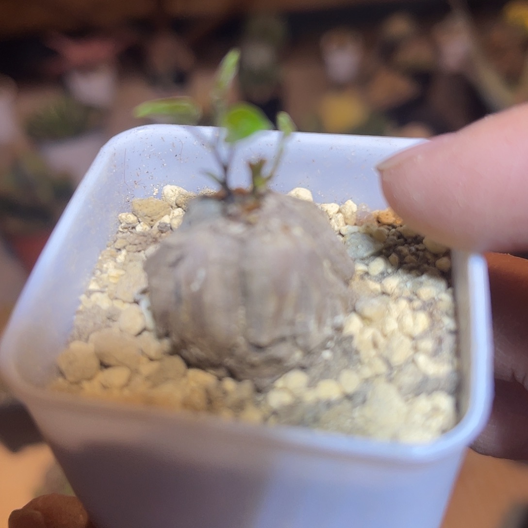 实生南非剑甲龟一物一拍