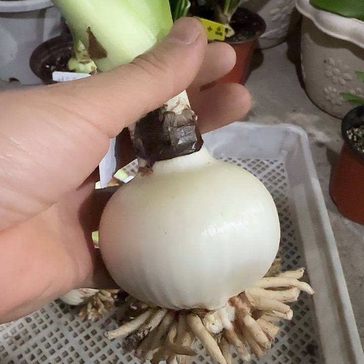 紫艳6.5cm，裸球发货