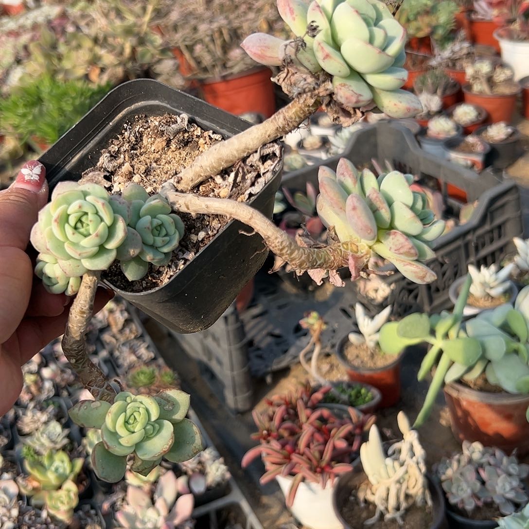 多肉植物香草老庄