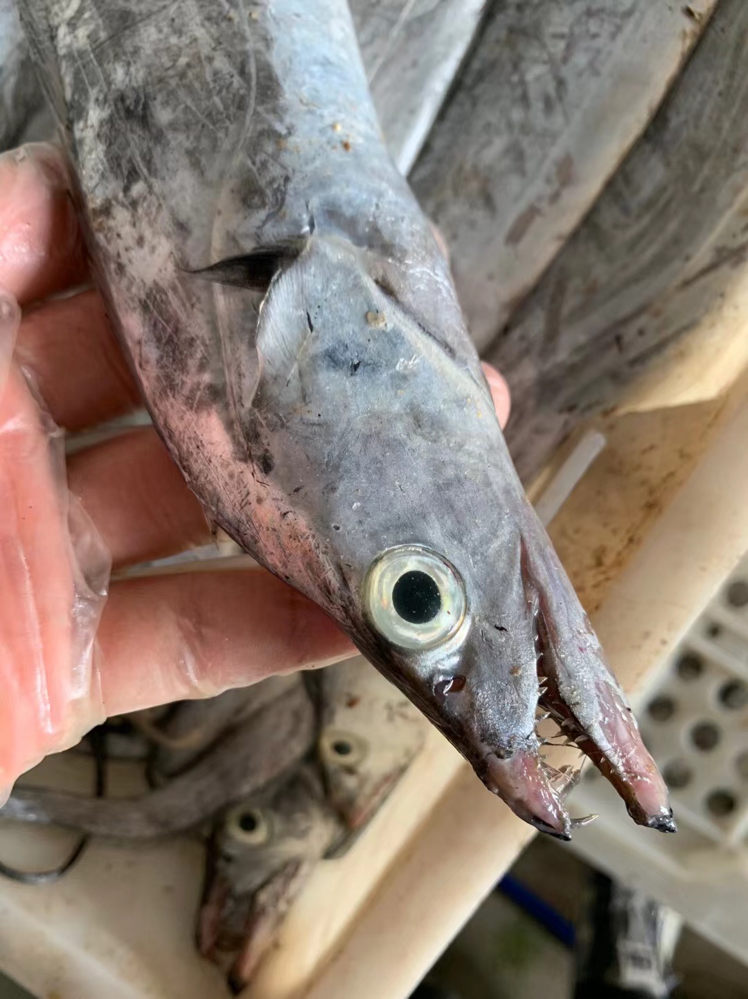 吕四渔港  新鲜大带鱼小头小眼睛油带鱼老鹰嘴油东海带鱼