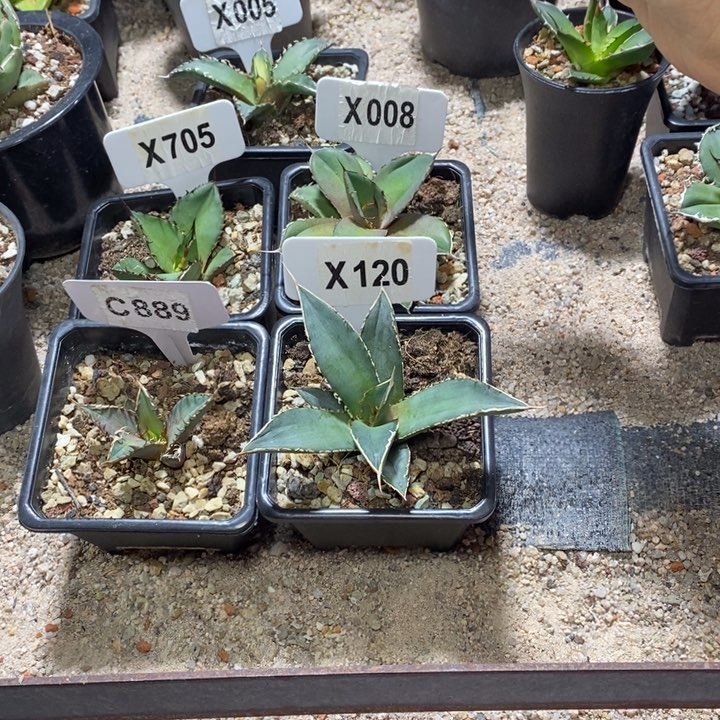 路****…福利 5 颗黑火红猫海王黑豹夕映