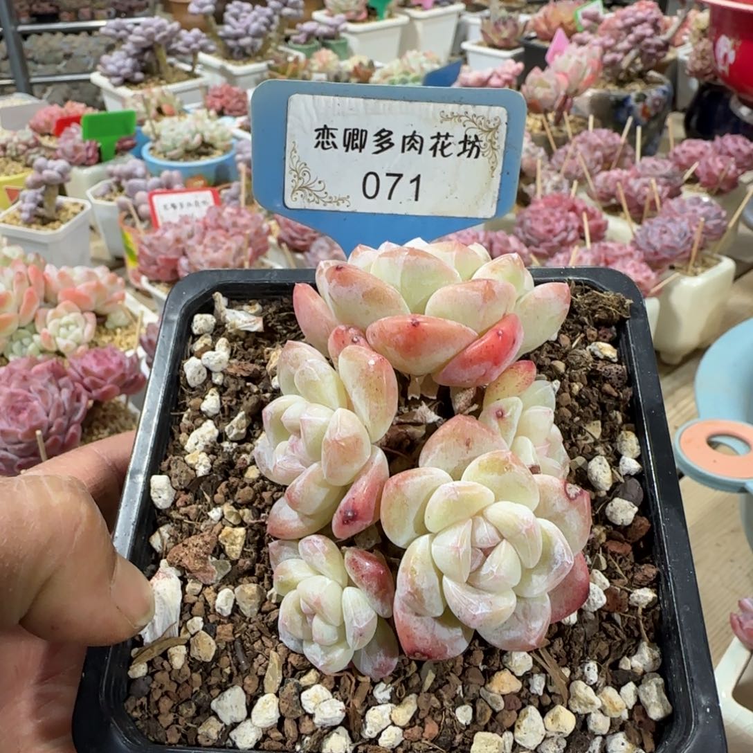 071冰玉5头老桩无砍