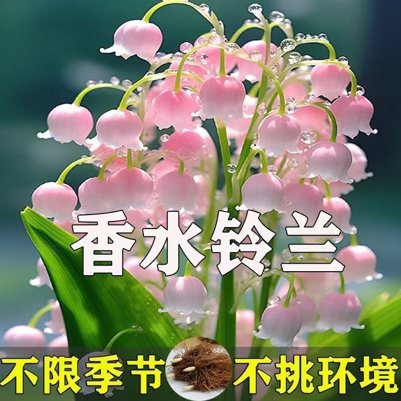 浓香铃兰带芽不断风铃花多年生铃兰种子花卉盆栽懒人带根室内绿植