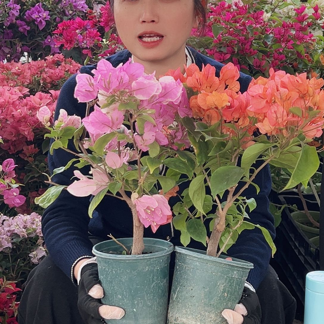 大部分花苞少量开放波妹，广红樱掌中宝组合