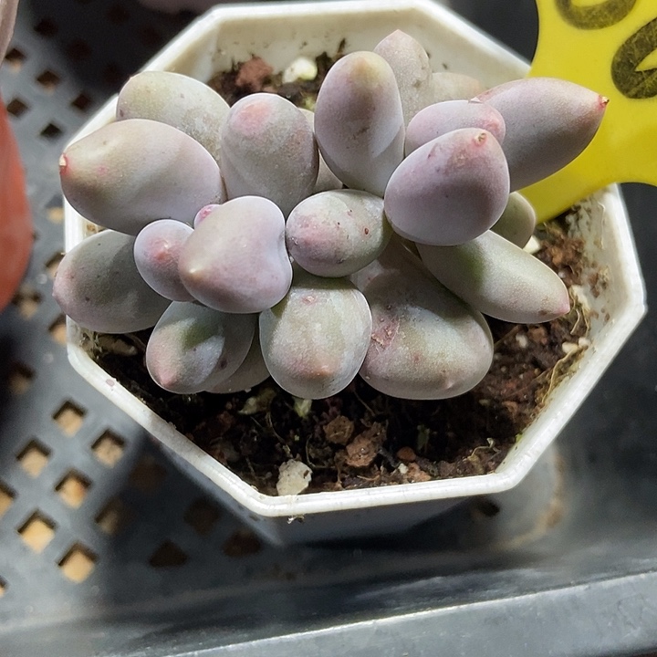 多肉植物米可1863