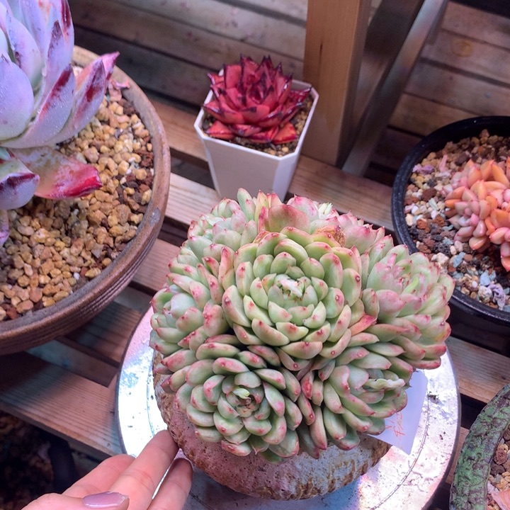 冰心天使锦手捧z z z z z z