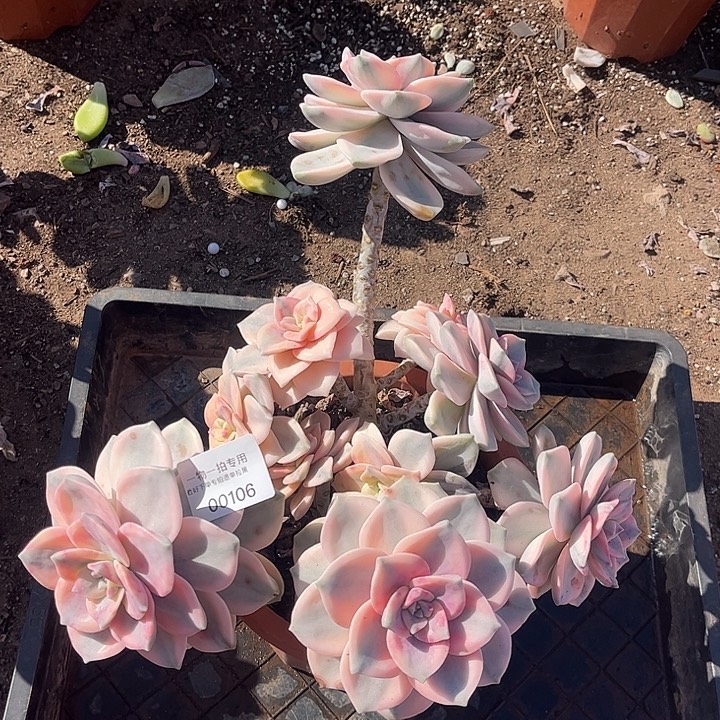 紫乐锦大群，一物一拍