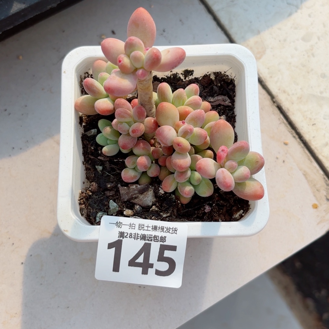 樱花奶老桩无盆土发货
