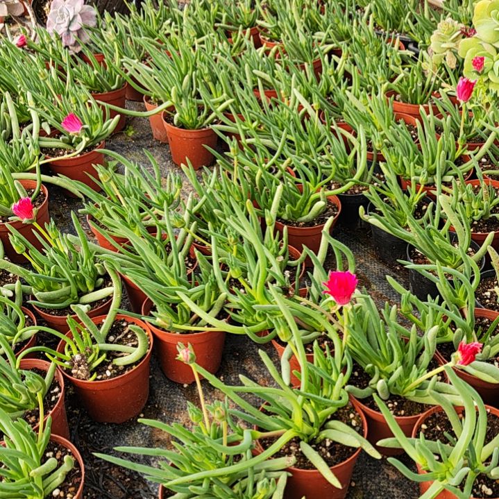 福利奔龙。25包邮