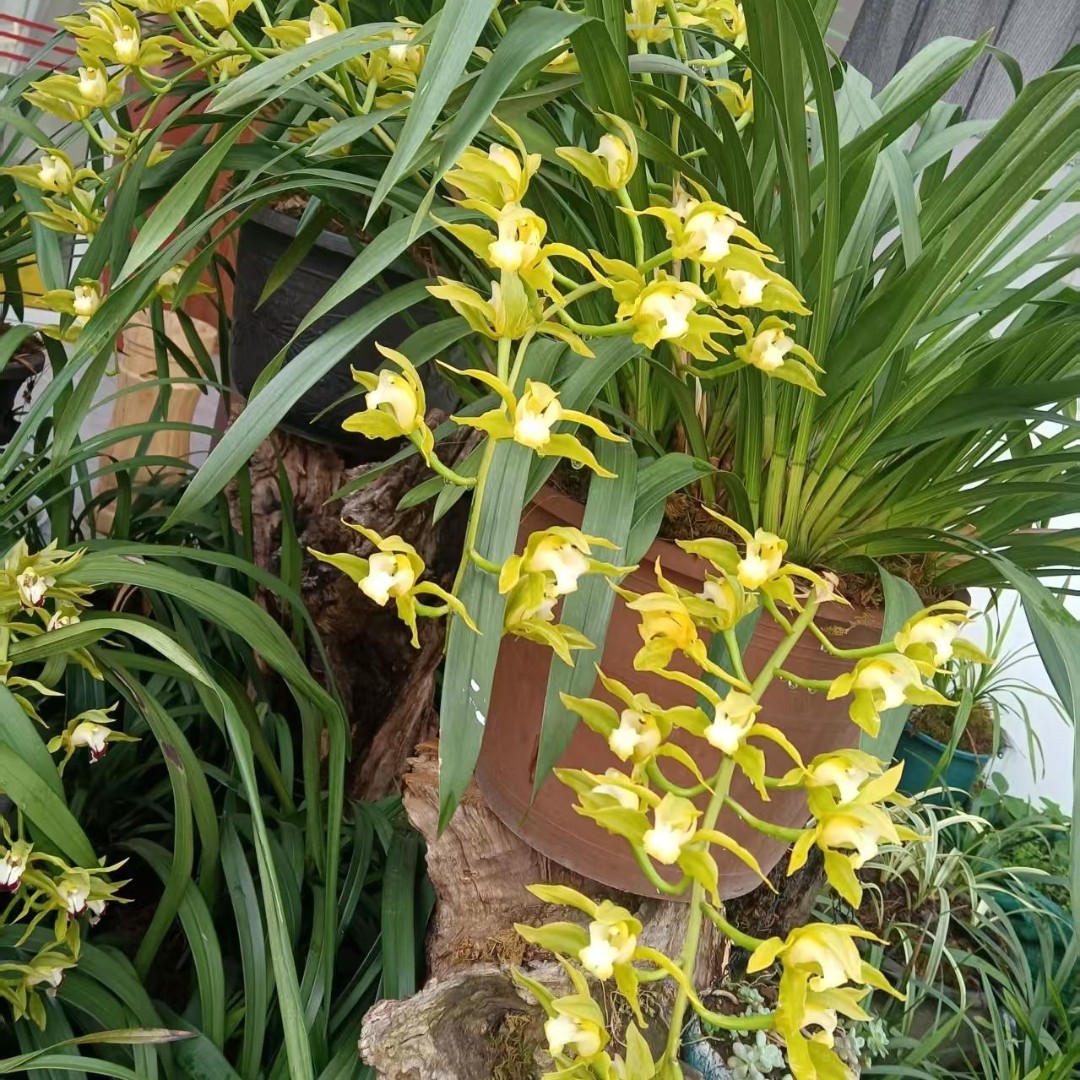 各种花花草草土特产应有尽有（直播间一物一拍）