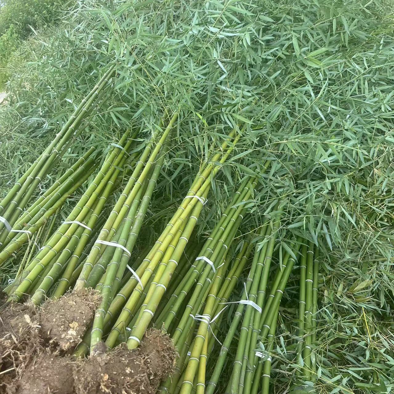青竹紫竹金镶玉竹等多种竹子苗适合庭院绿化种植