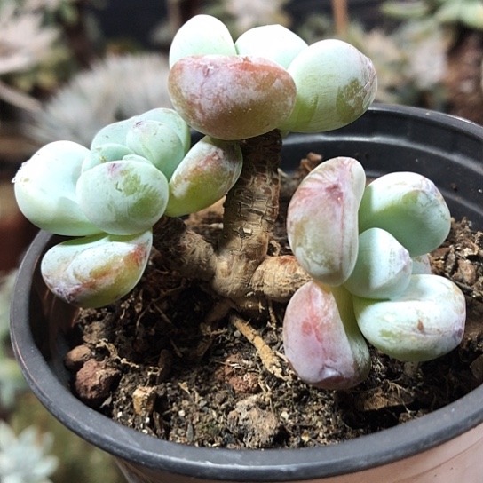 无花朵开心精品多肉福利大放送