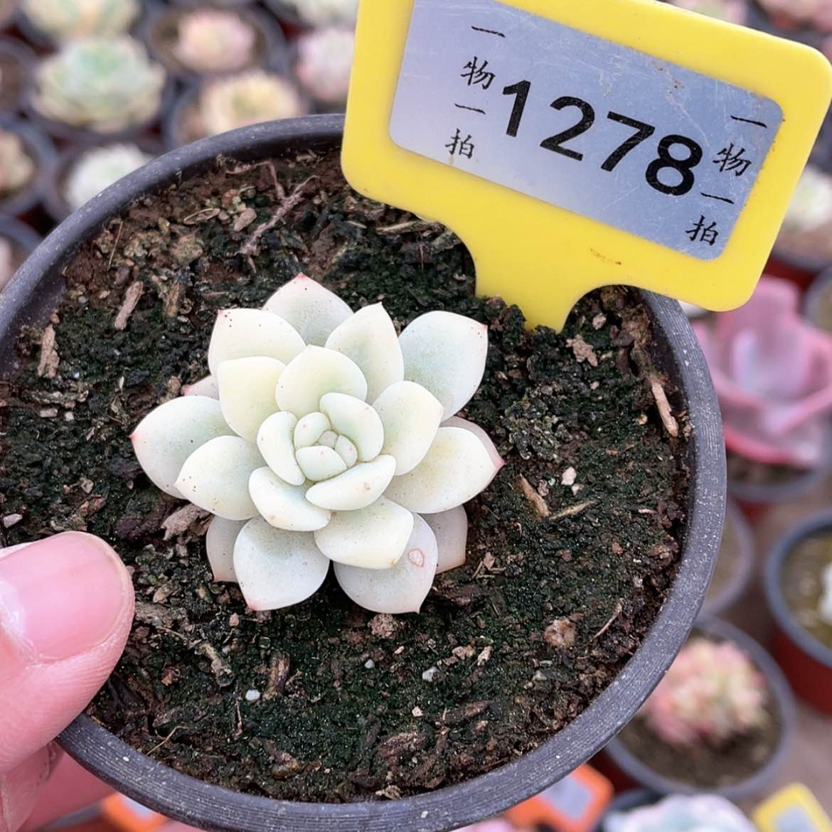 【闪购商品】愿1278号