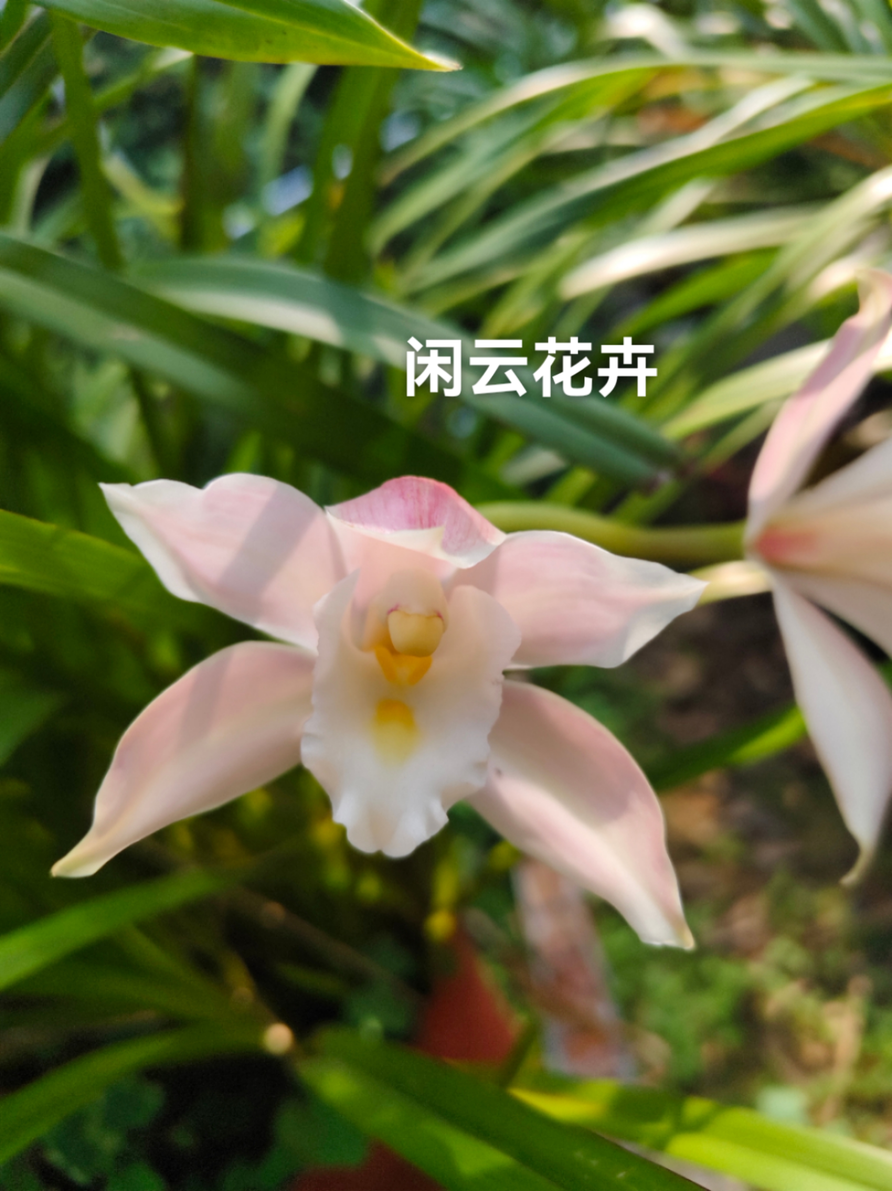 越南南部雪兰四个雪兰品种之一，浓香，春花白玉，兰花素花带彩瓣