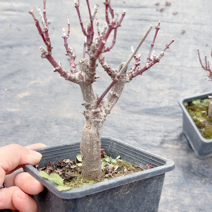 阿***哥无花朵枫树……枫树