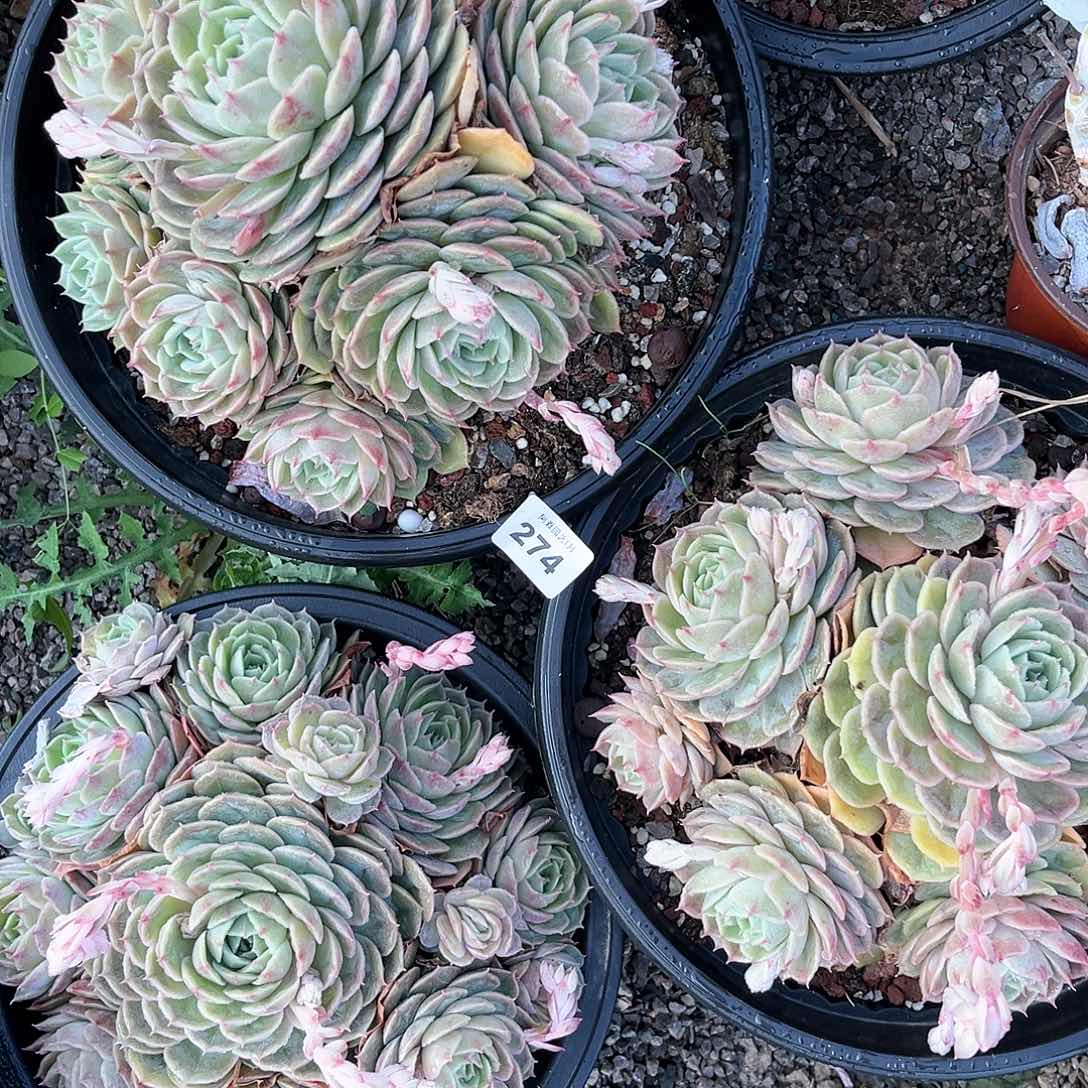 胡****肉阿雅园艺。      274