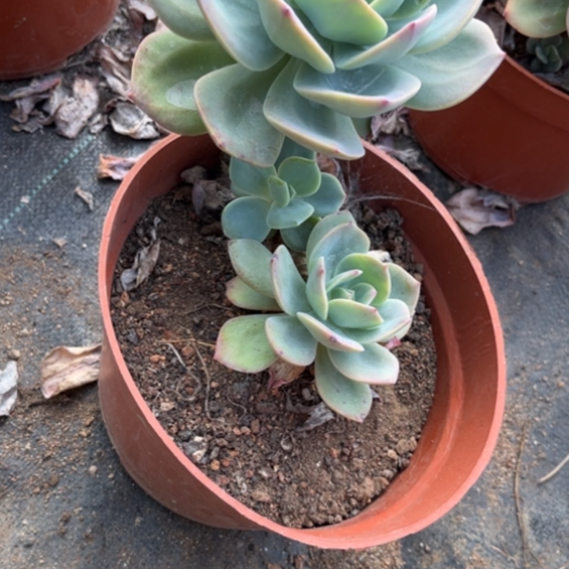 【闪购商品】梅**?白凤多肉植物