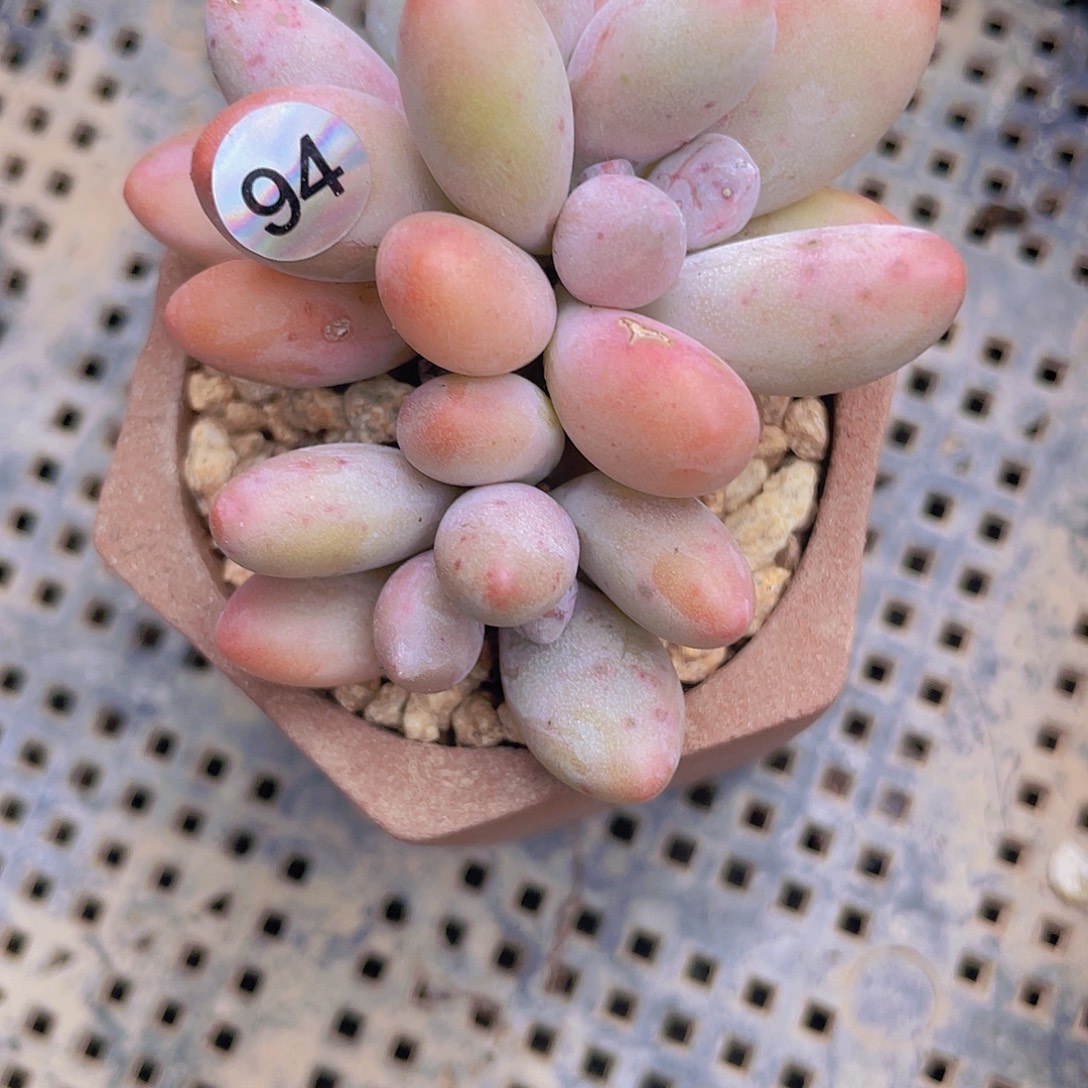 子***陌多肉植物多肉植物