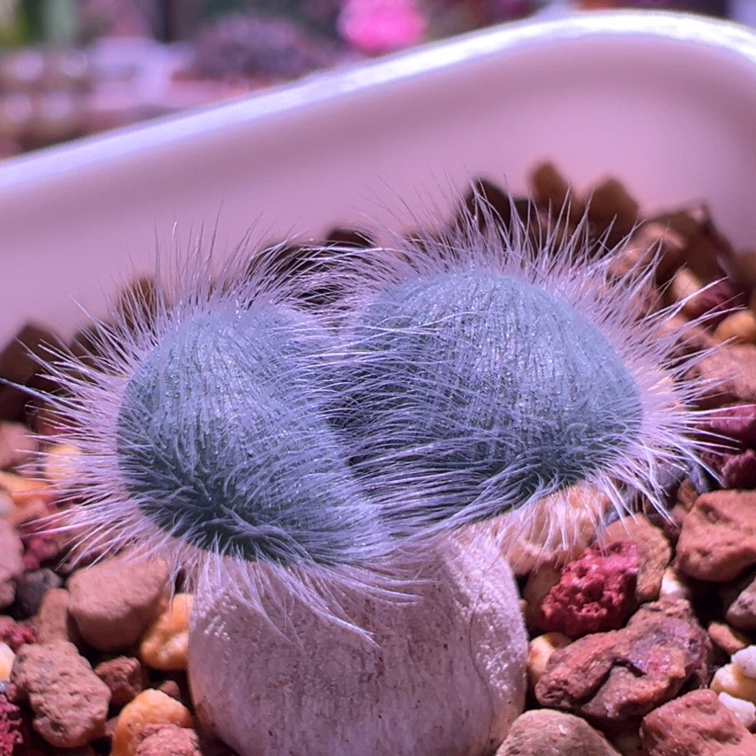 1143，毛叶蒜苔，块根植物