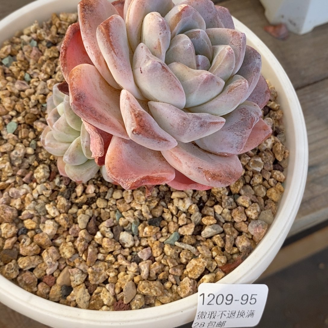 95号多肉群小可爱