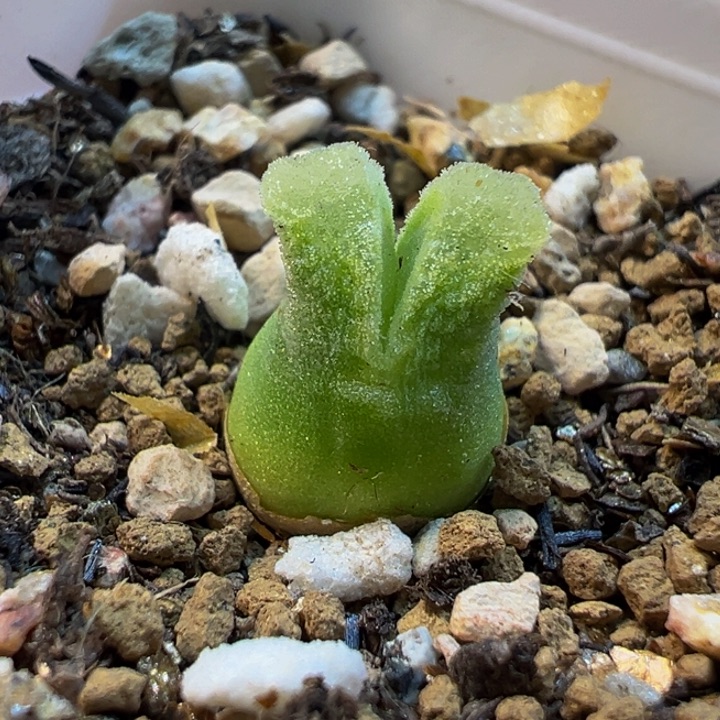 852多肉植物种类多样