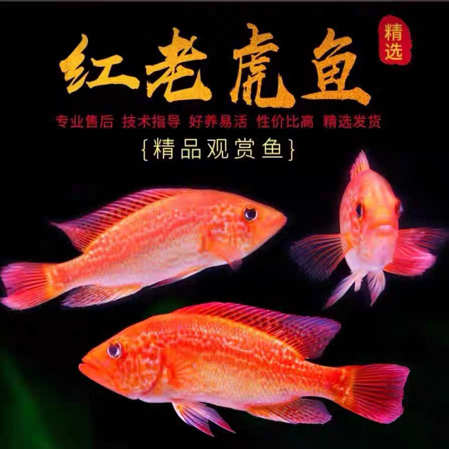 红头金雕鱼大型凶猛淡水热带观赏鱼龙鱼配鱼活体