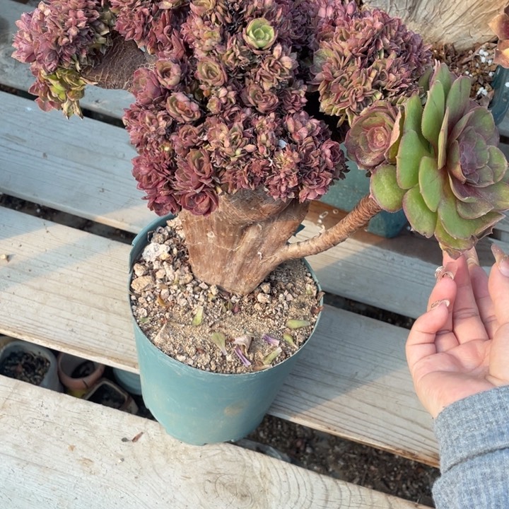 我是夏星公司经理助理