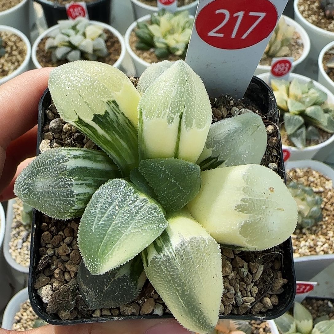 217号蓝光磨面锦7.9左右一物一拍带盆