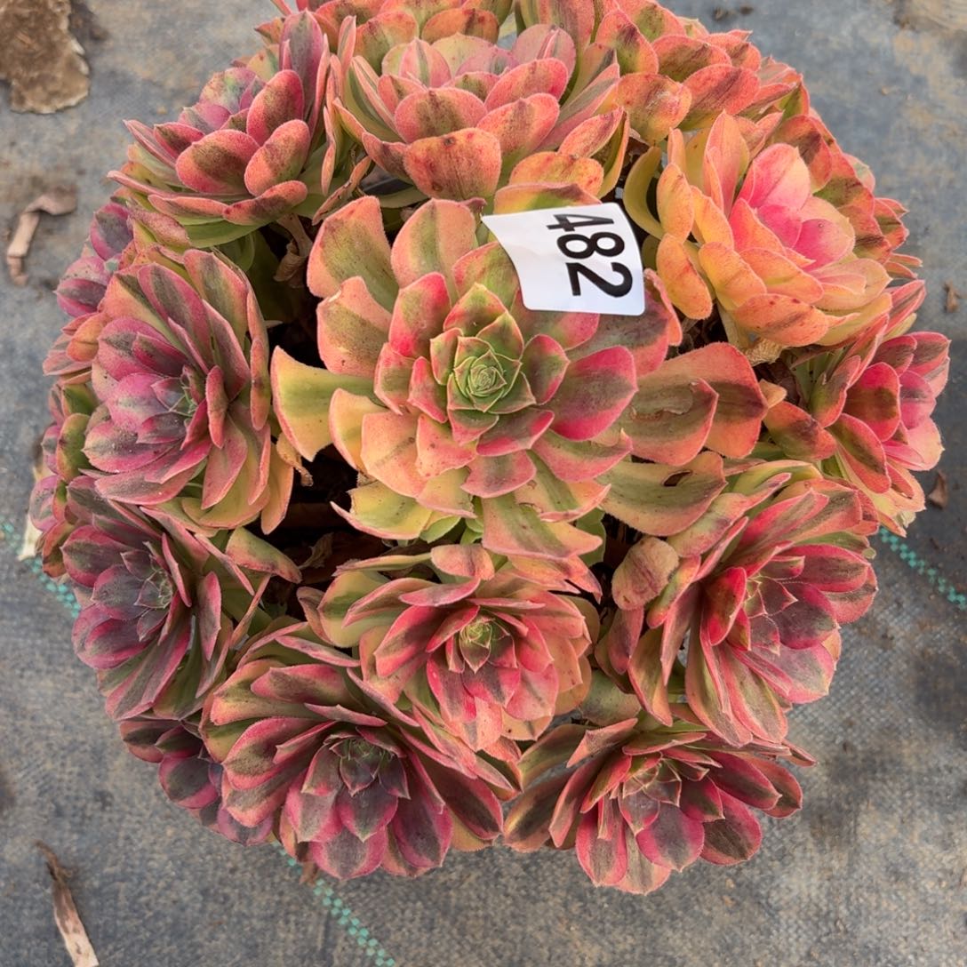 482雨河多肉植物福利