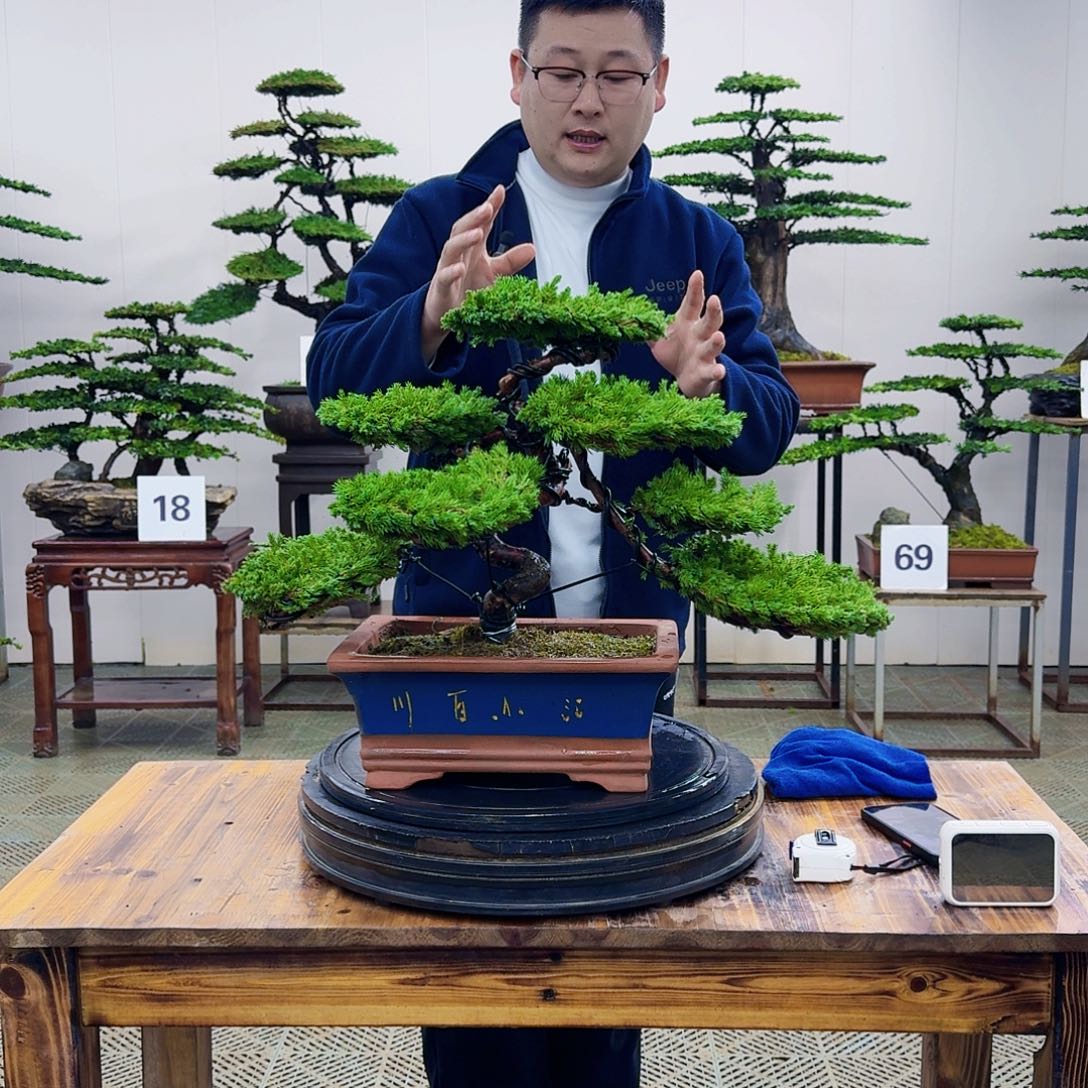 盆景柏树造型盆景