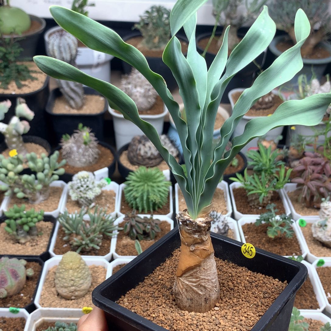 产地巨凤之卵带盆2.7cm