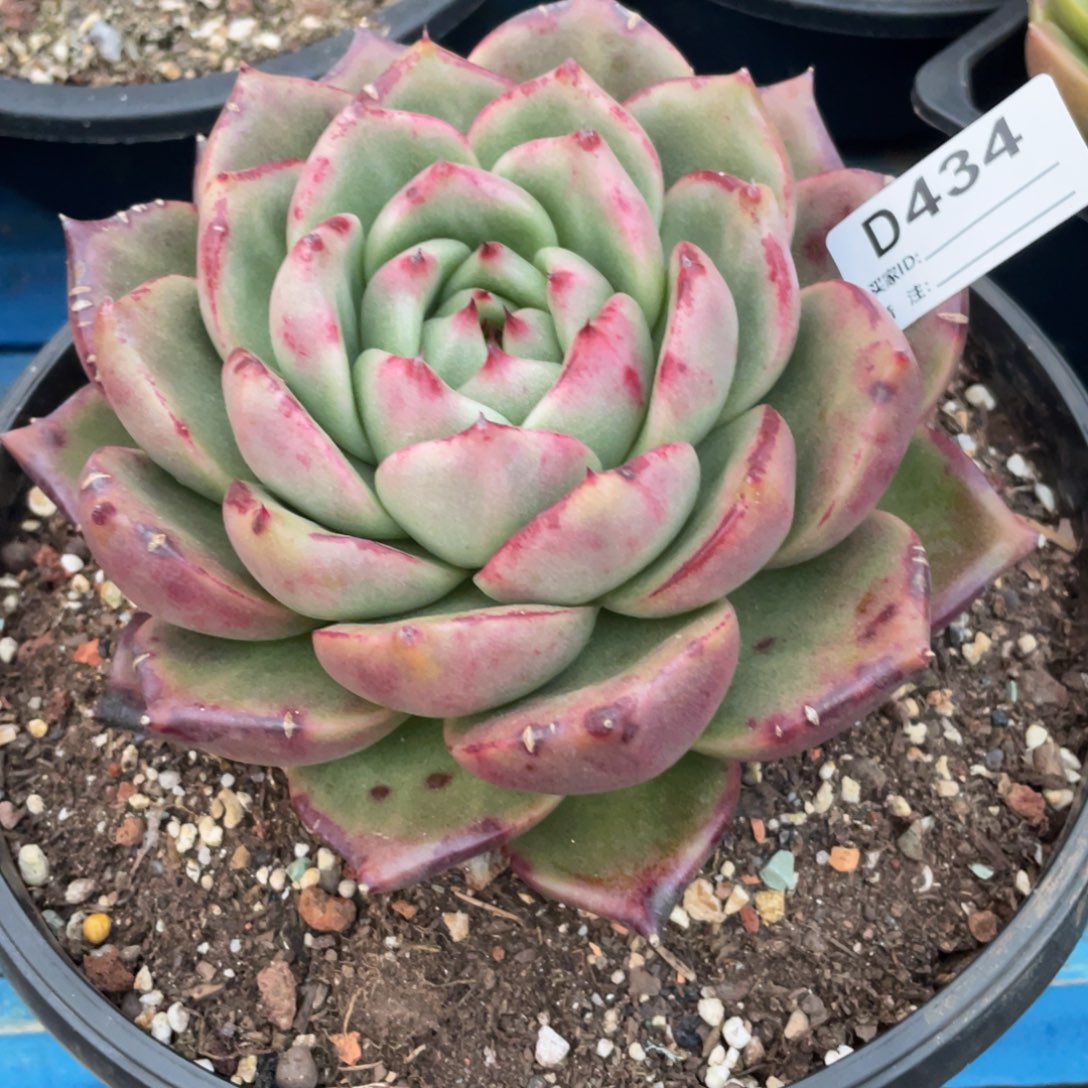 无花朵若如东云组拍D434