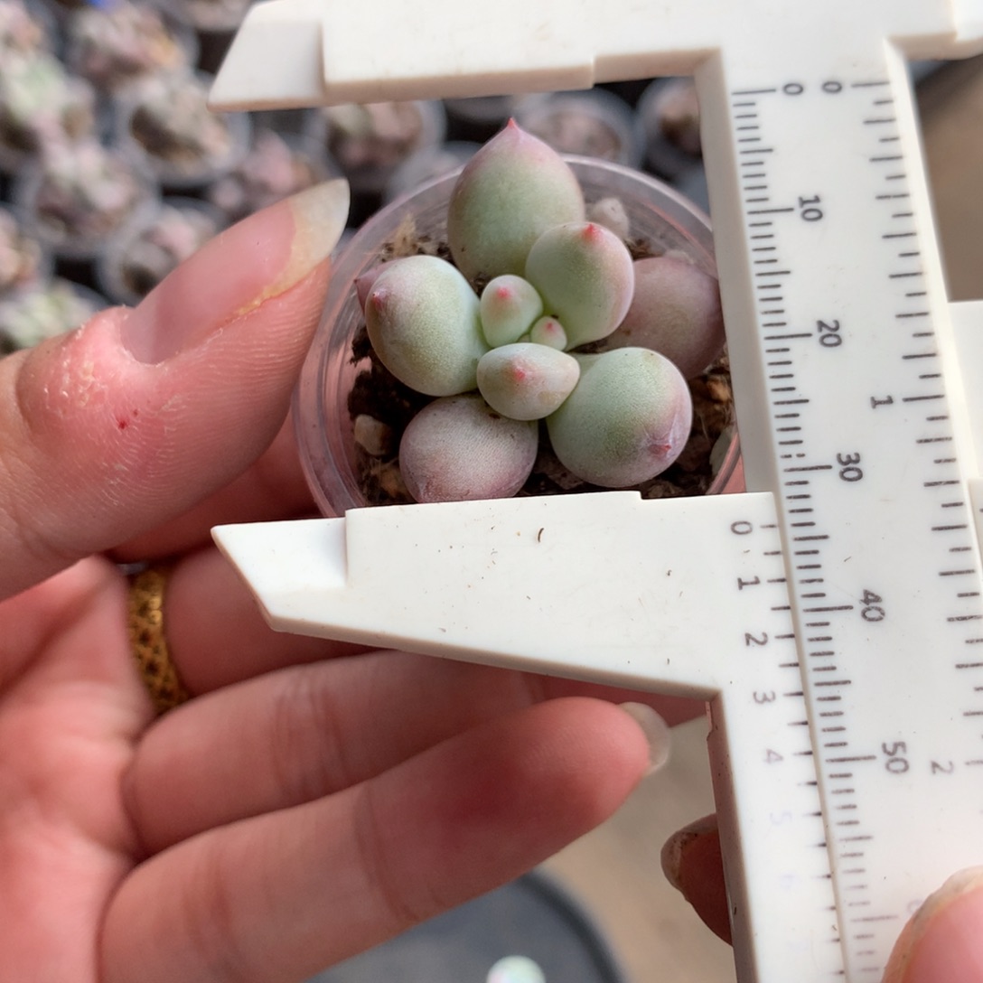 奶团奶酪多肉植物