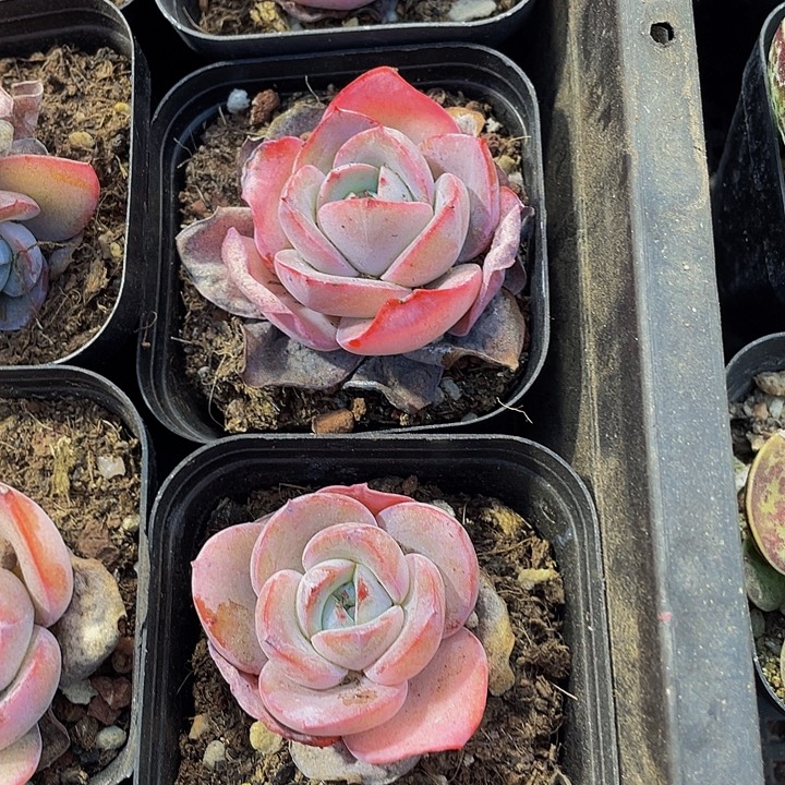 布鲁兰带盆土发货