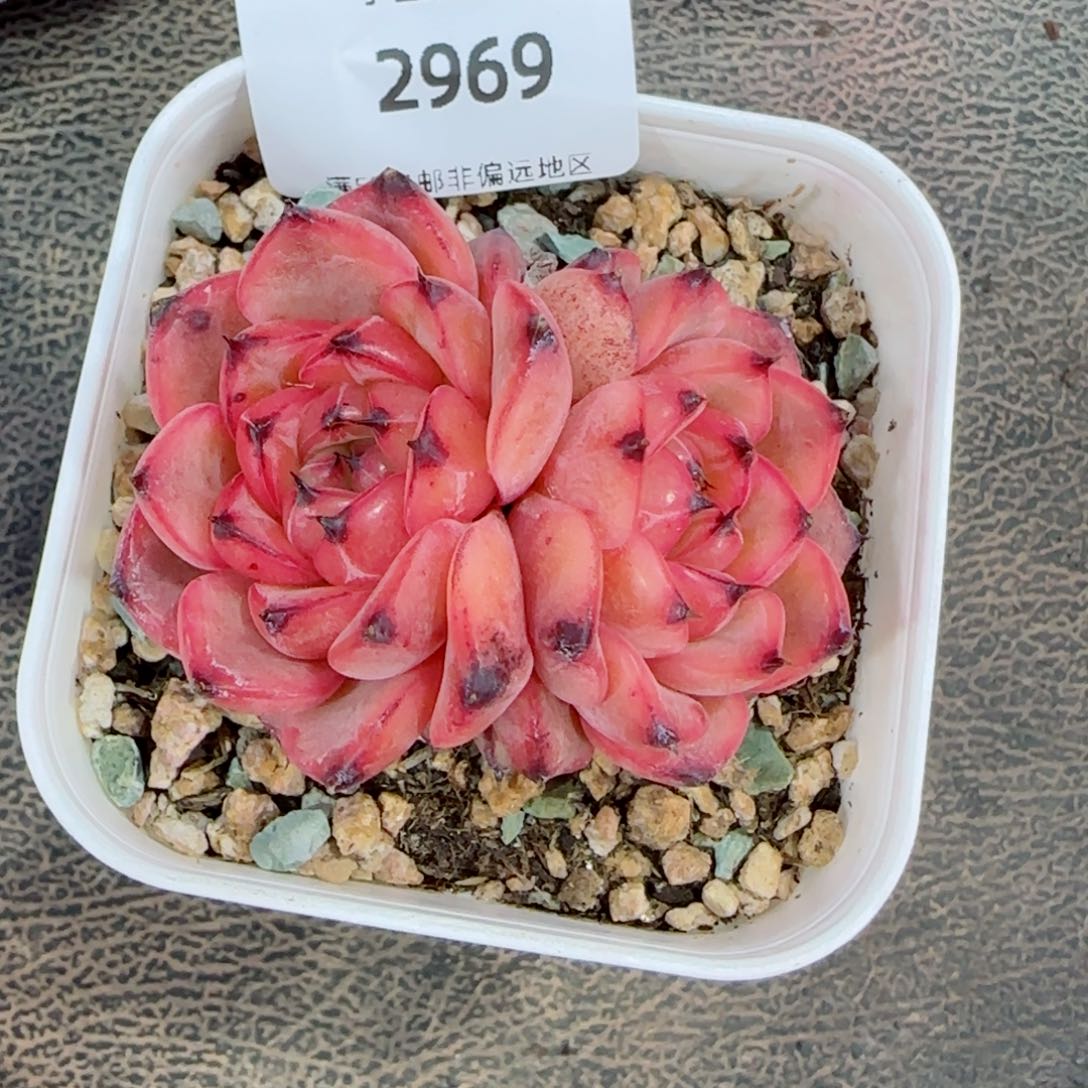 星光珍妮，2969多肉植物