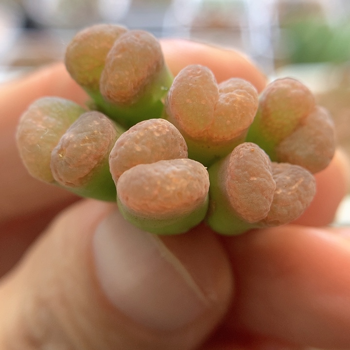 010特特特特 肉锥植物